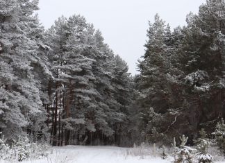 До -19°С похолодает в Рязанской области в ночь на субботу