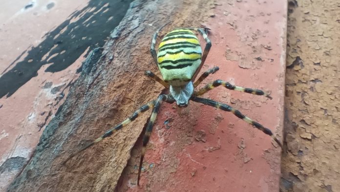 паук-оса. Сапожок. 8.09.2025