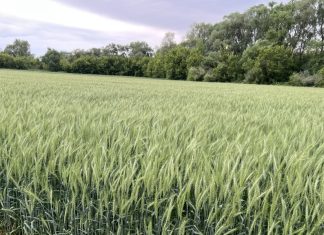 Рязанские ученые вывели новый зимостойкий сорт пшеницы