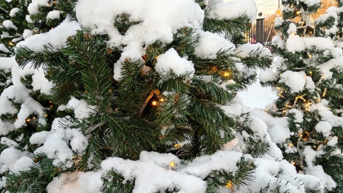 погода_ель в снегу_05.01.26