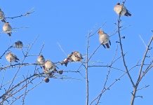 В Сапожок прилетели свиристели