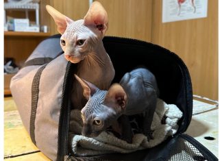 В Сапожковской райветстанции привили от бешенства необычных пациентов