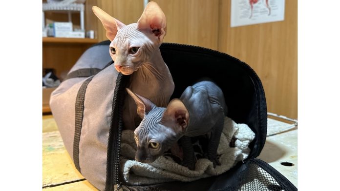 Сфинксы. Сапожок. 17.02.26_2