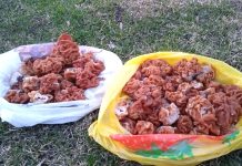 В Сапожковском округе начался грибной сезон